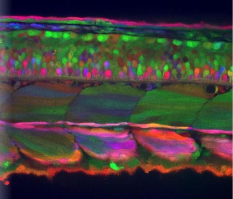 Zebrabow imaging in zebrafish